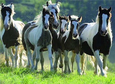 Divoké koně