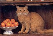 Kočka s pomeranči
