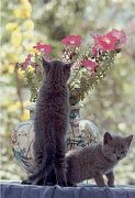 Kočky s vázou
