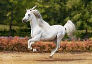 Kůň bílý