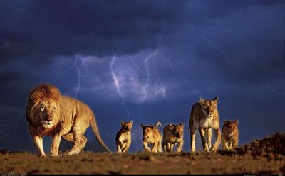 Lví rodina