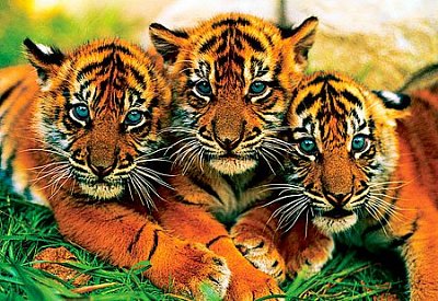 Sladcí tygři