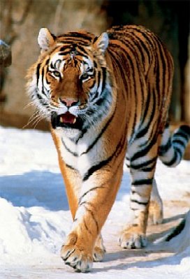 Tygr sibiřský