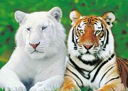 Tygří bratři