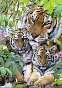 Tygří rodinka