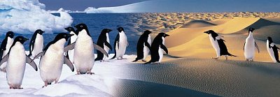 Veselí tučňáci