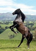 Černý Kůň