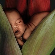 Dítě v červené lilii