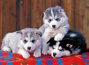 Husky; 200 dílků