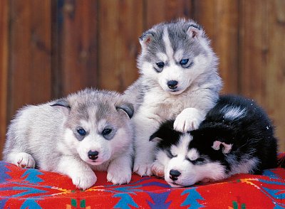 Husky; 200 dílků