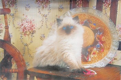 Perská kočka