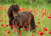 Shetland Pony
