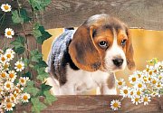 Štěně Beagle