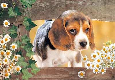 Štěně Beagle