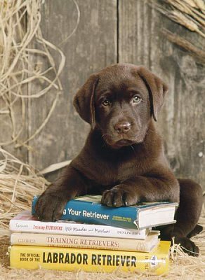 Štěně Labrador