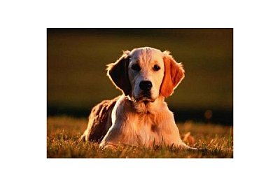 Zlatý Retriever
