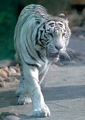 Bílý Tygr