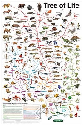 Evoluce - strom života